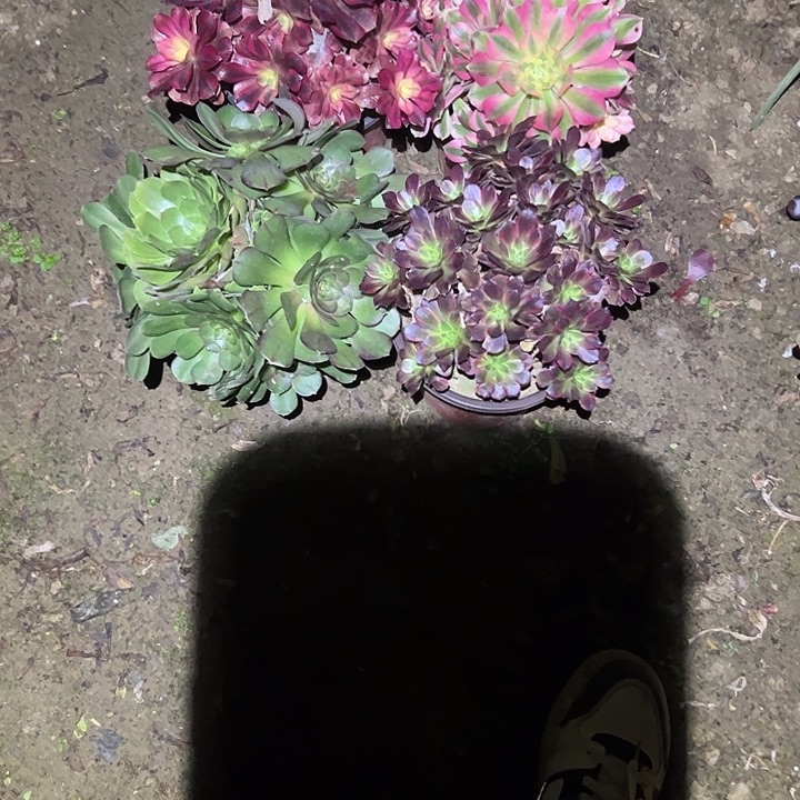 不包侧枝一物一拍5