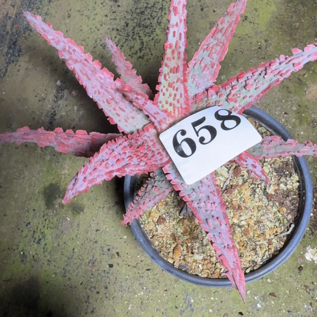 园艺芦荟一物一拍多肉