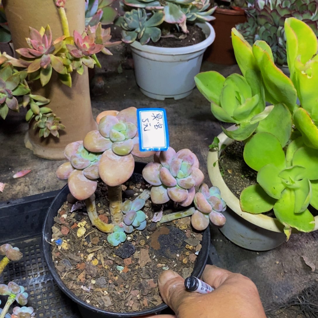 臭***麻一物一拍一物一拍