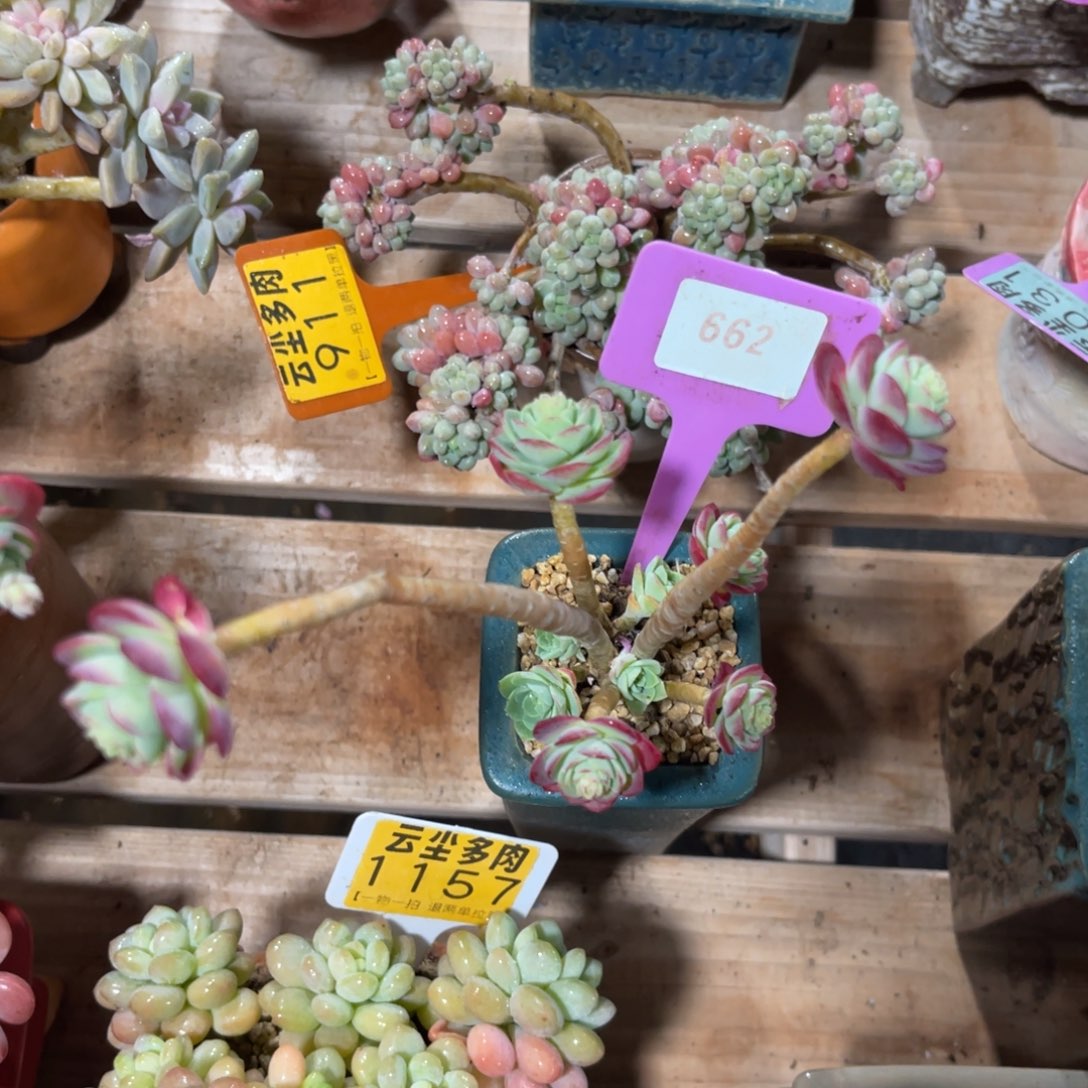 糖***爷云尘多肉一物一拍662不含盆，