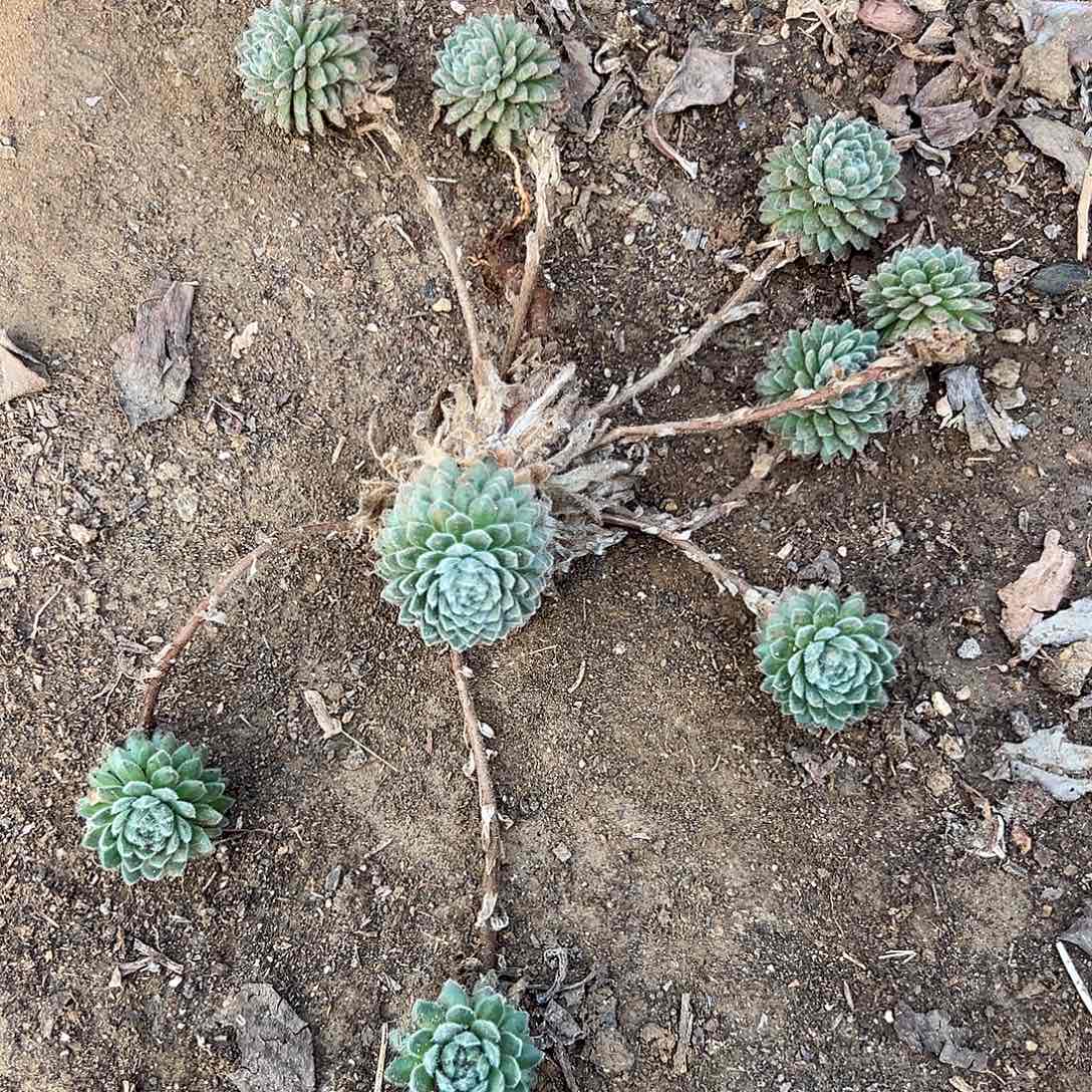 多肉植物优雅群生