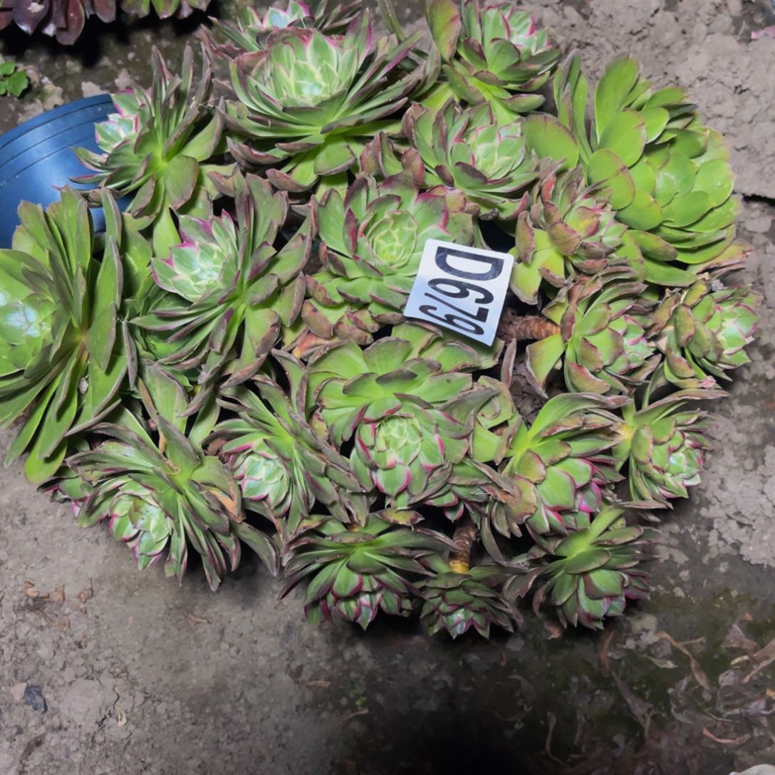 莲花法师26/////////15包邮