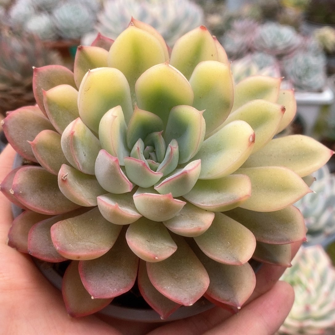 185锦锦锦锦锦锦