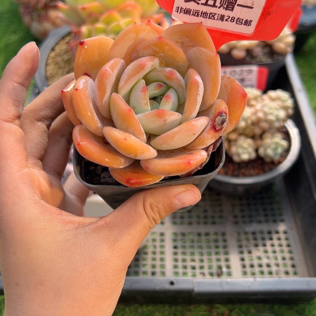 表妹精品多肉1031.