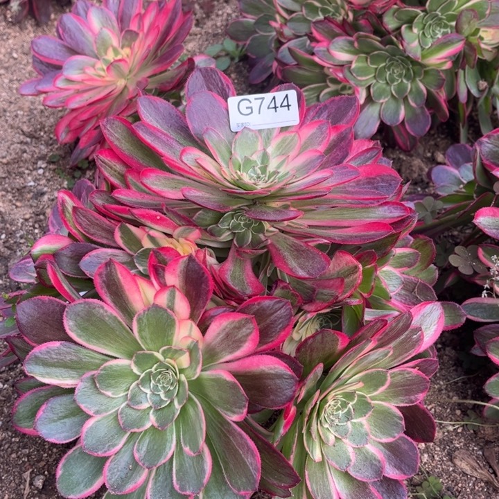 744粉花妖多肉植物