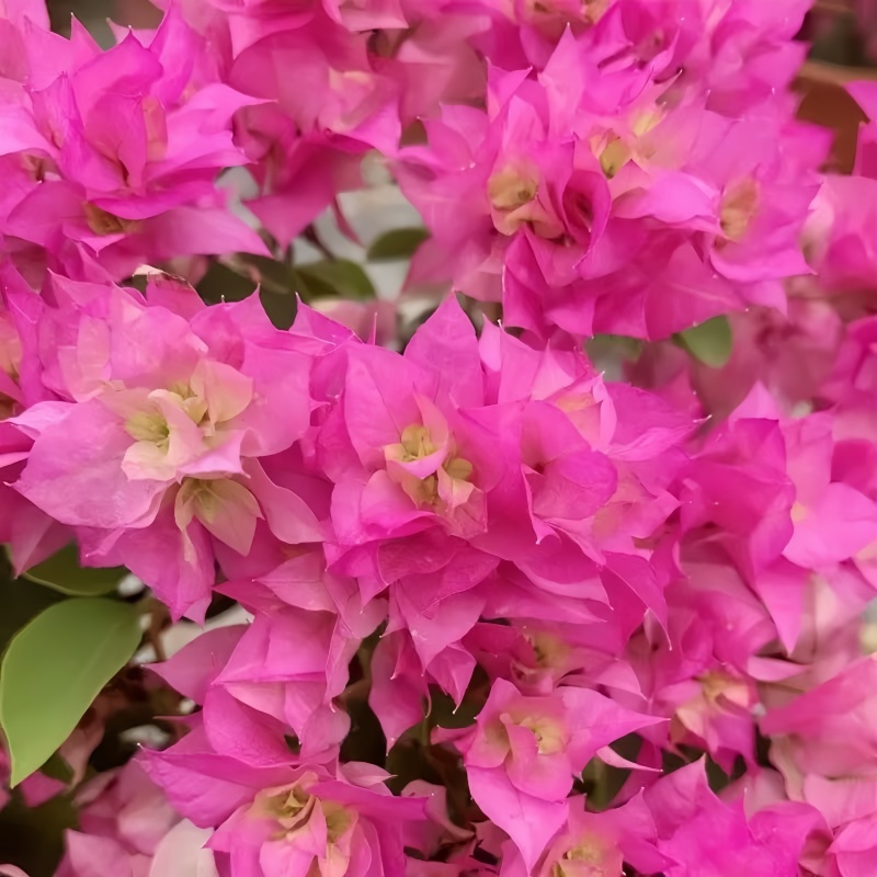 【重瓣粉】三角梅四季勤花丰花（收到落花掉叶，光杆属正常不售后 ）
