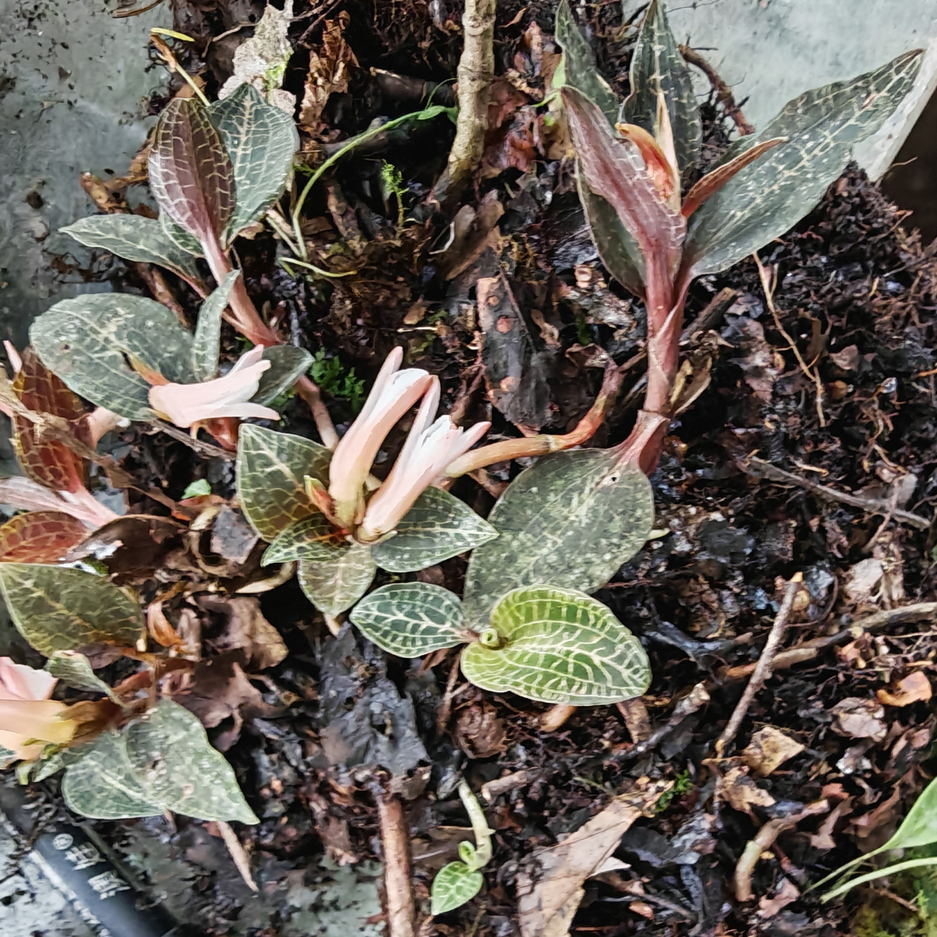 贵州金线莲.乌蒙山区坡坡货懂的来10株40包邮