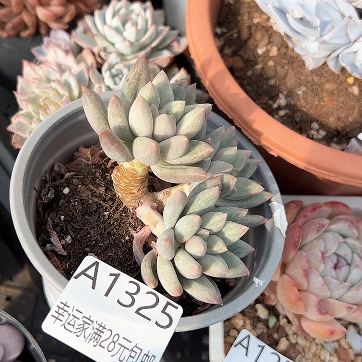 幸运的是我的朋友