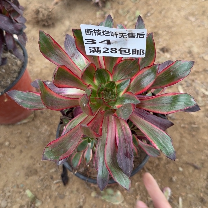 34二号棚火凤多肉A