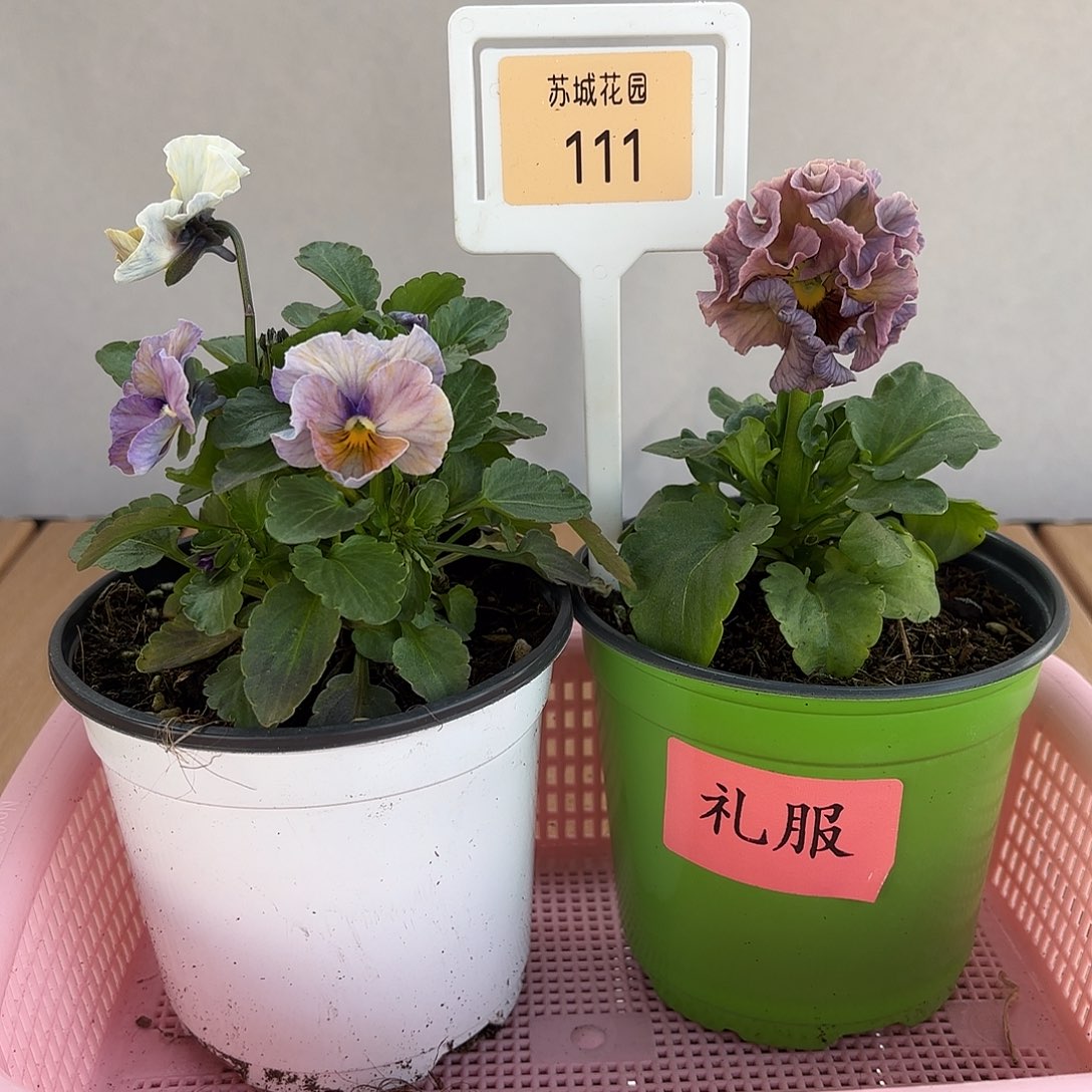 大部分开放少量花苞111