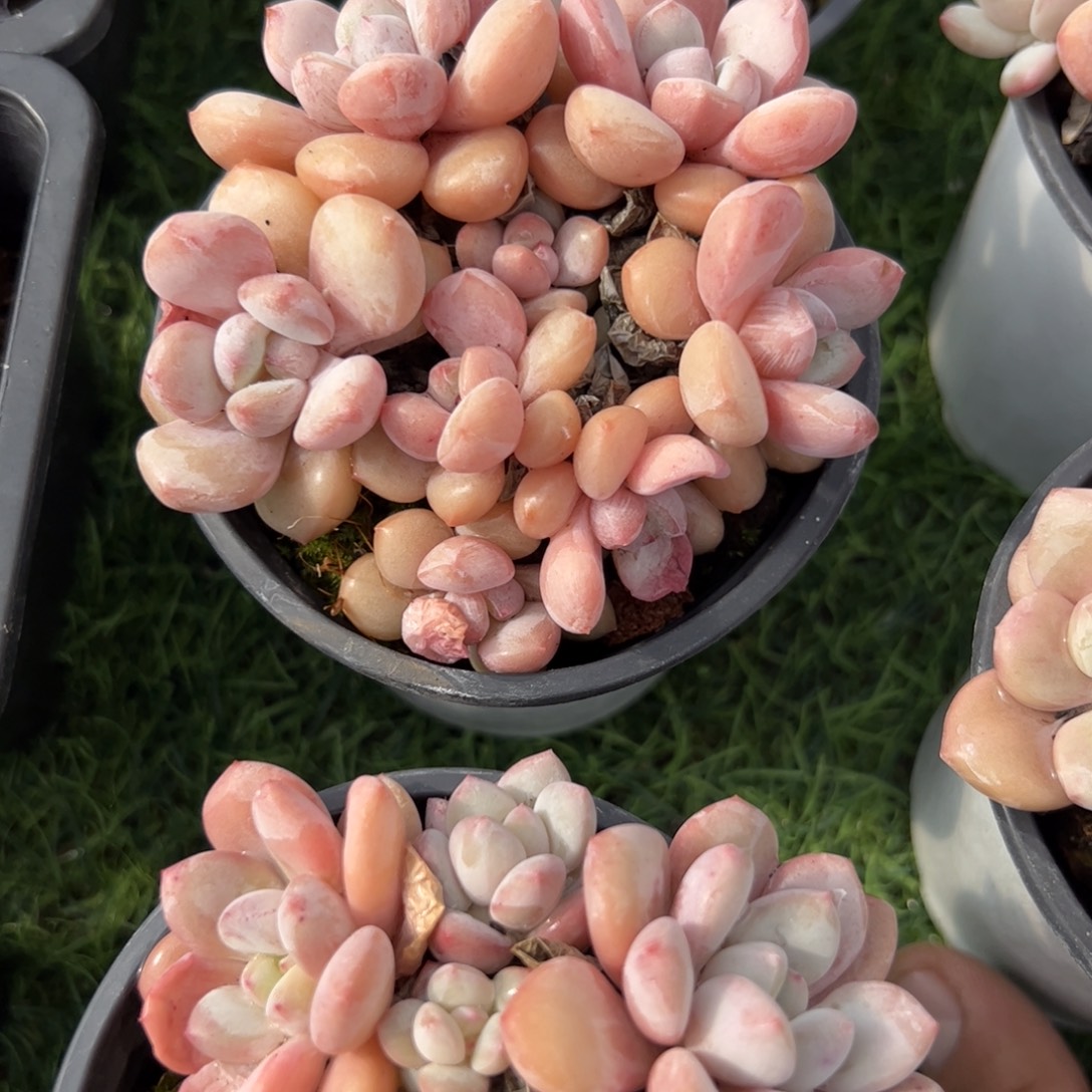 胖体奶糖多肉植物