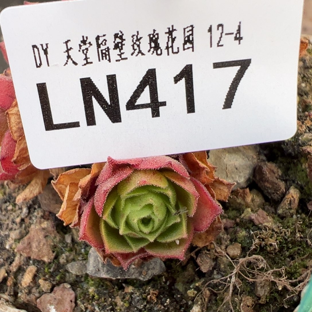 LC417若初Ｘ各种侧芽