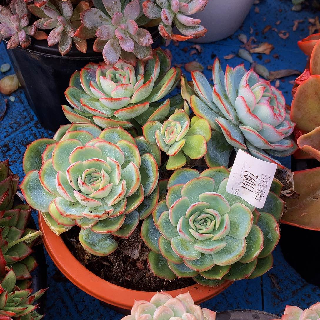 憨***憨    晨露多肉11092