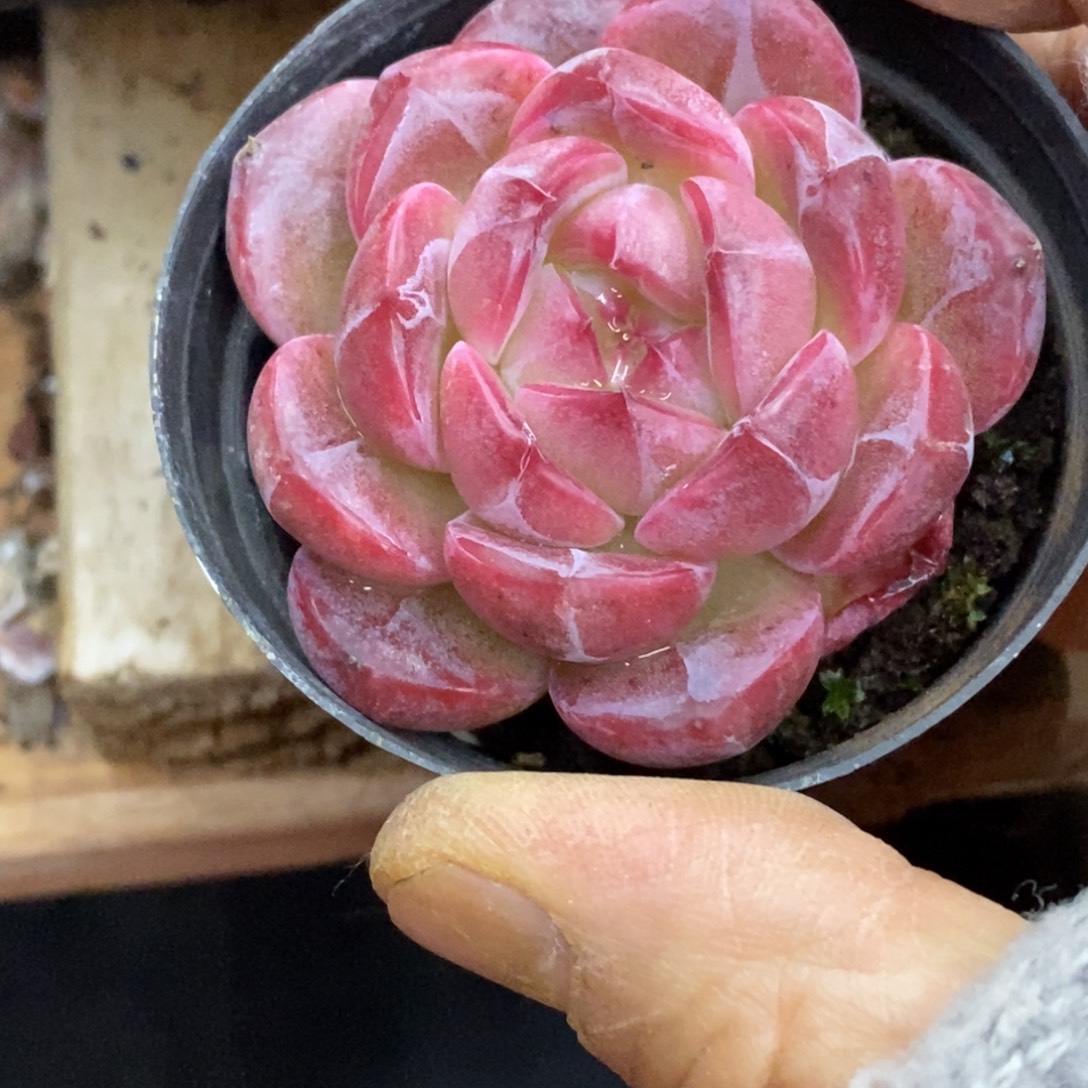 精品多肉一物一拍不包整98