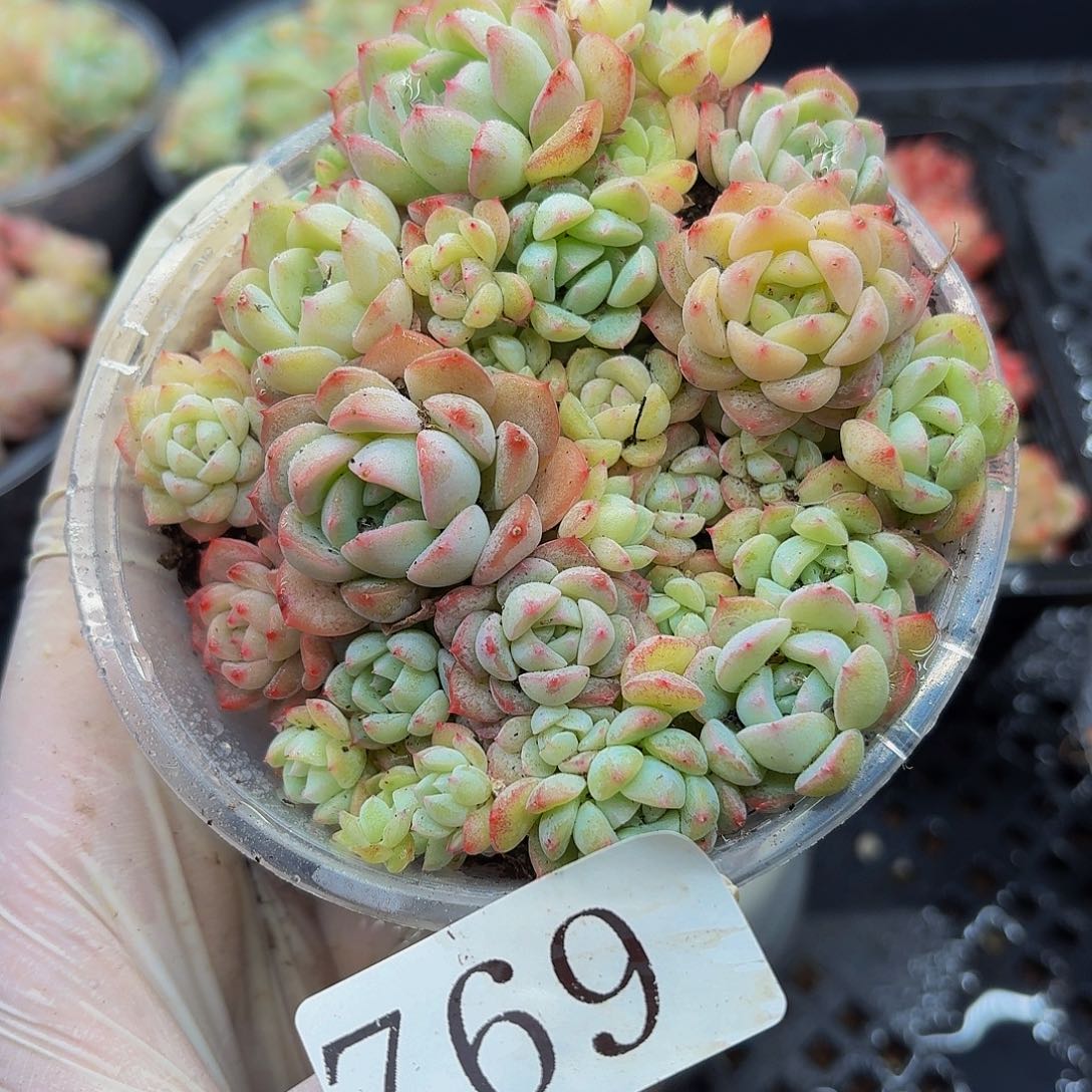 多肉植物多肉植物769