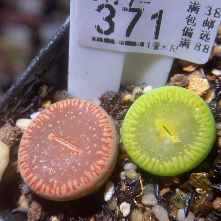 精品生石花27.371