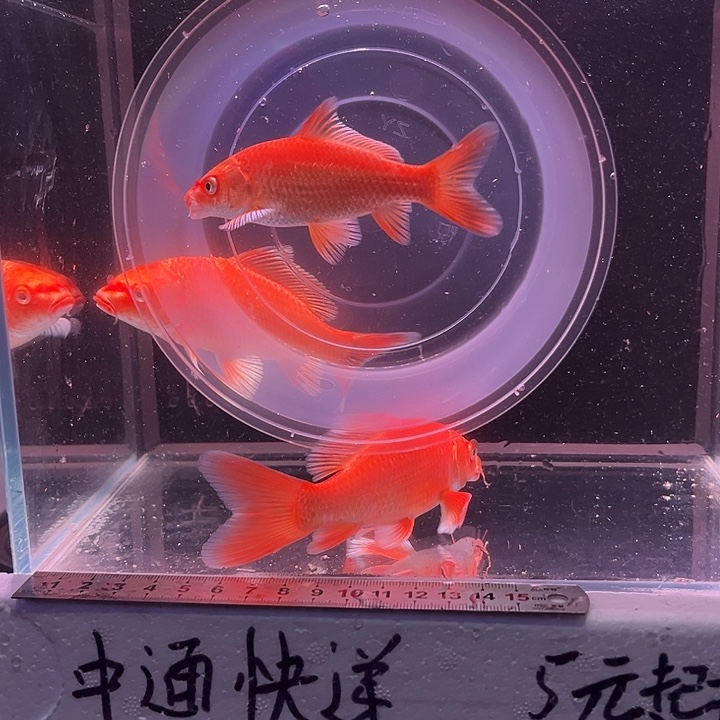 十***四蝴蝶鲤鱼红色9hao