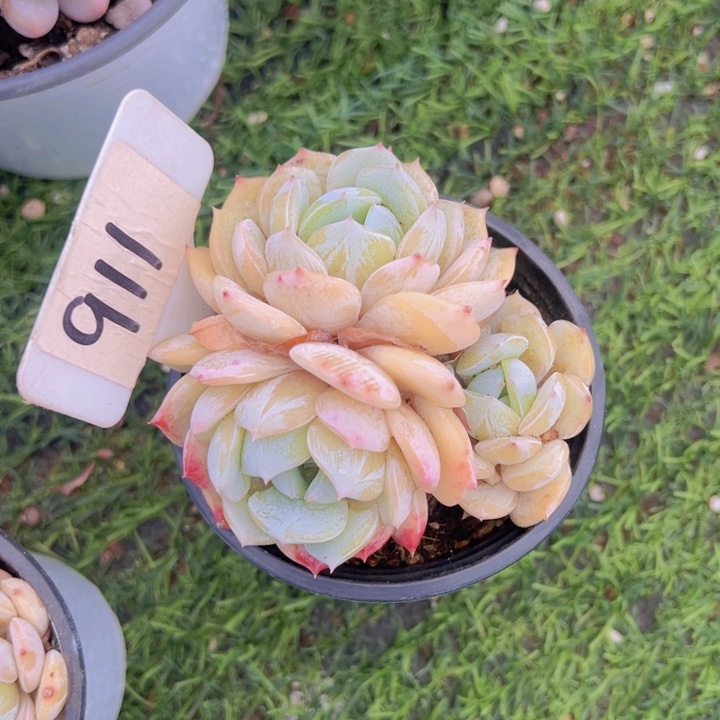 健健康康平平安安