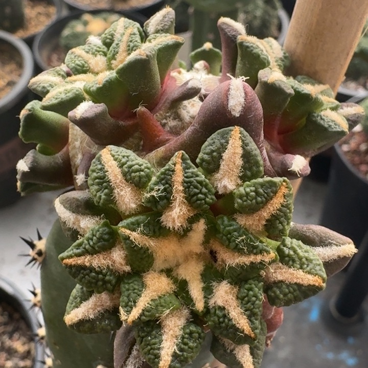 黑牡丹群苗接仙人球150