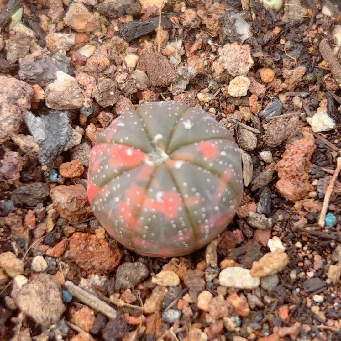 实生 兜锦仙人球