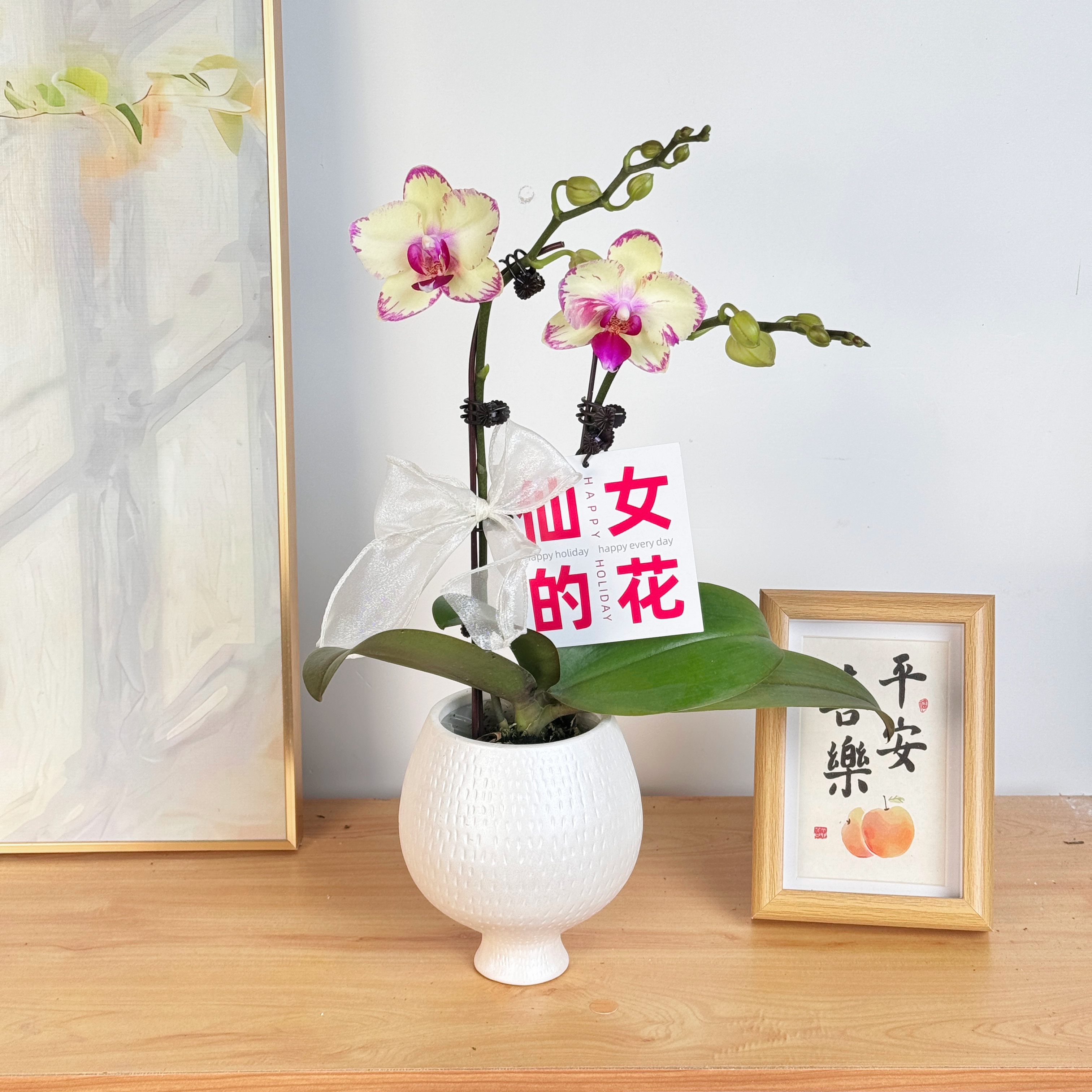 妗画【绿闪电】组盆室内蝴蝶兰花盆栽开花株 四季好养护绿植叶片