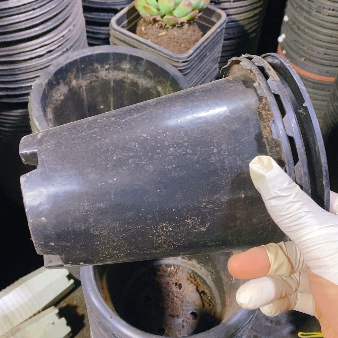 塑料旧15公分黑万象盆20个