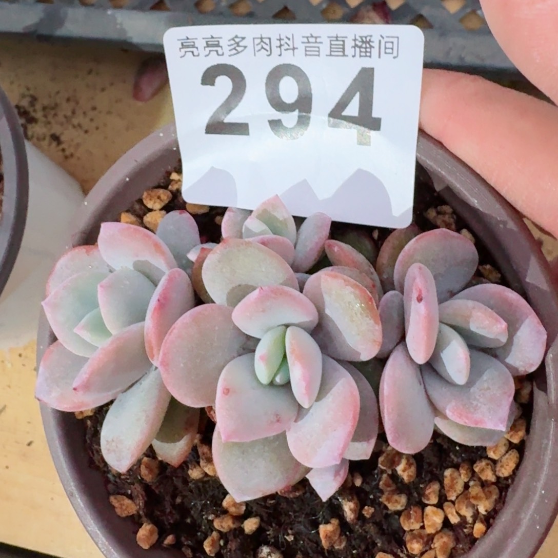 五头奶茶       多肉植物