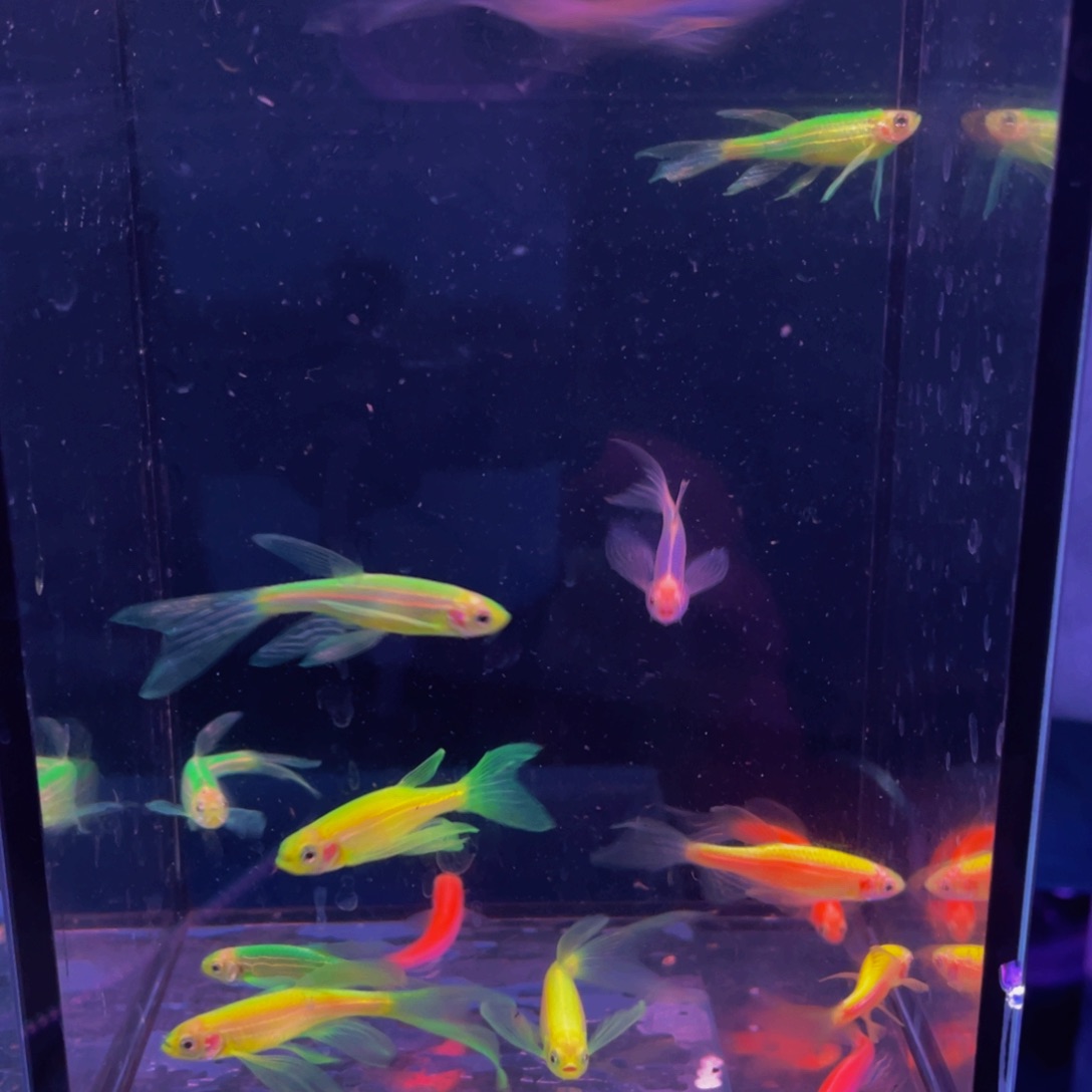 斑马鱼大蝶翼混搭10条