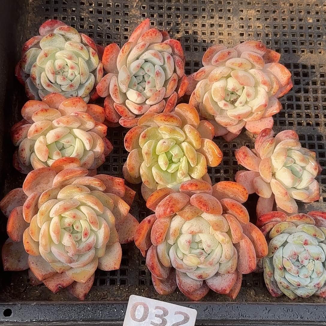 032清棚福利一组包邮