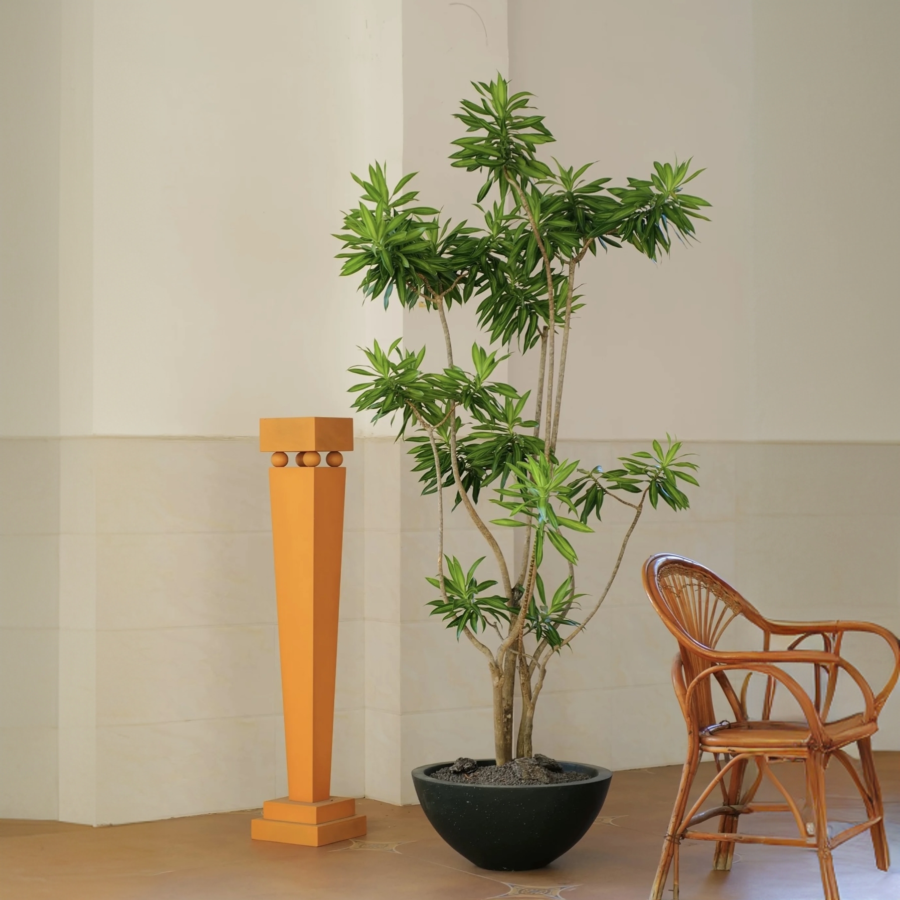 金心百合竹室内客厅真绿植盆栽客厅阳台四季好养小苗庭院种植植物