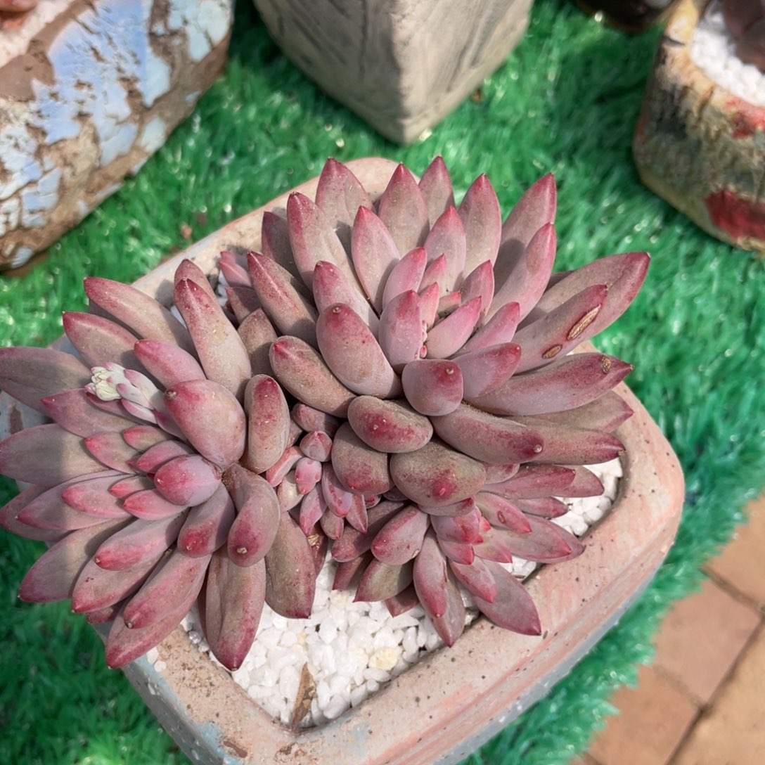 多肉植物盆栽多肉