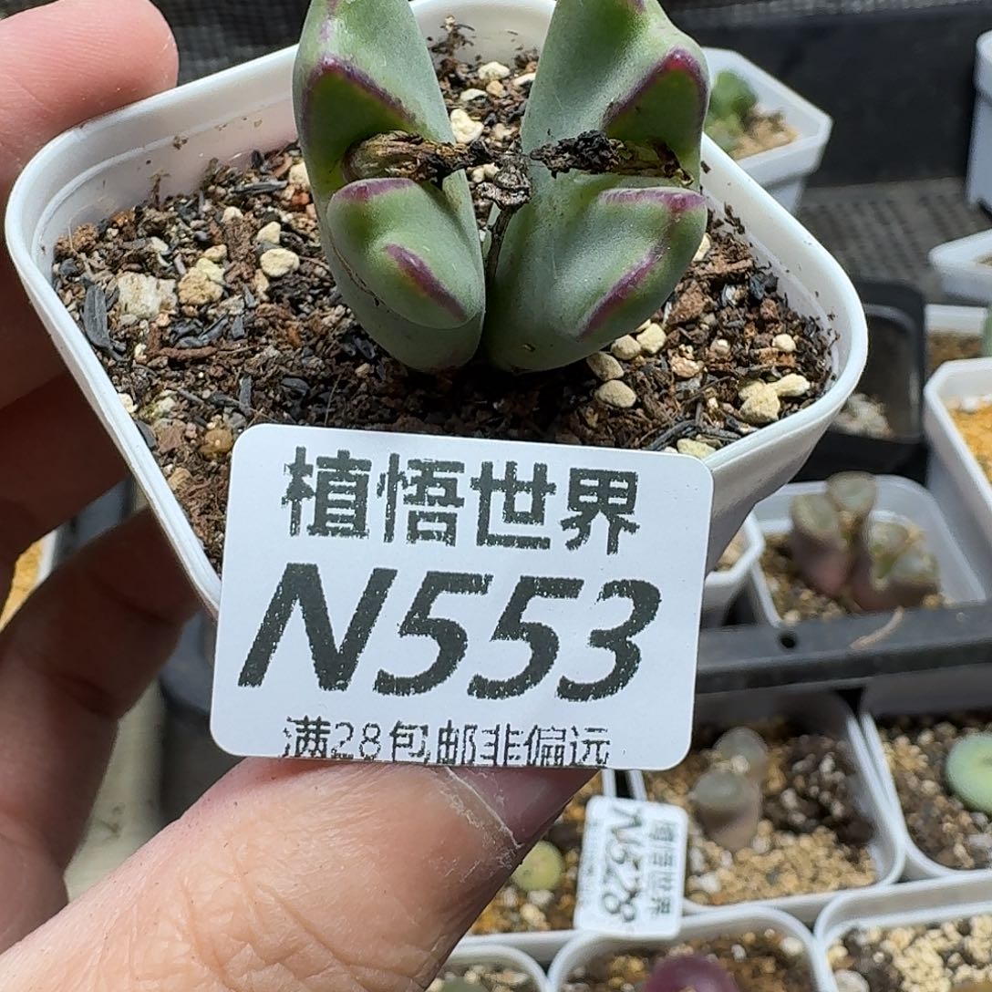 多肉植物的润泽vhjkk
