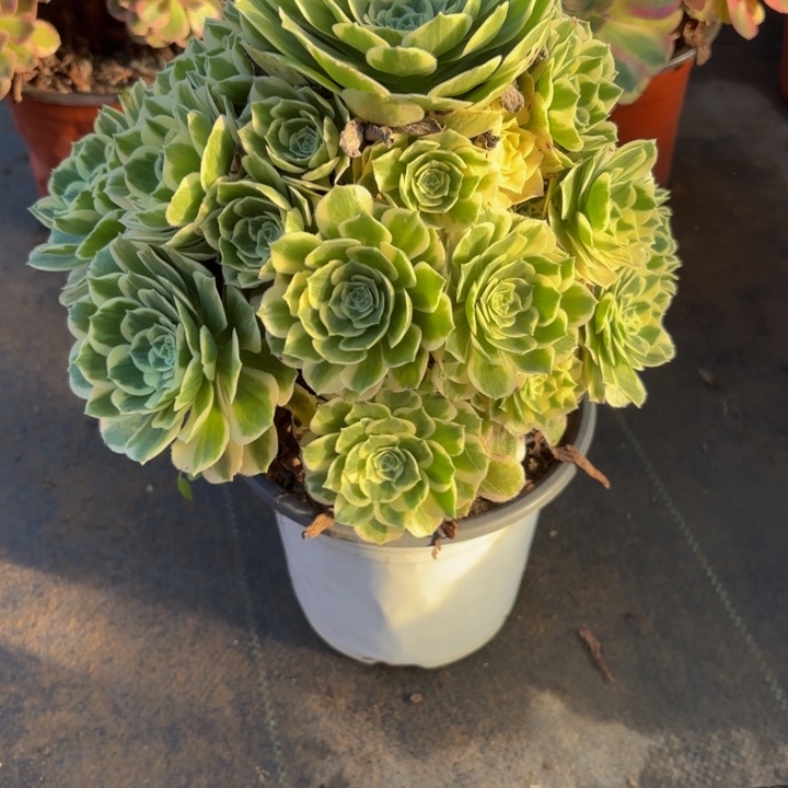 瑞妈，，。。。。465冷月，