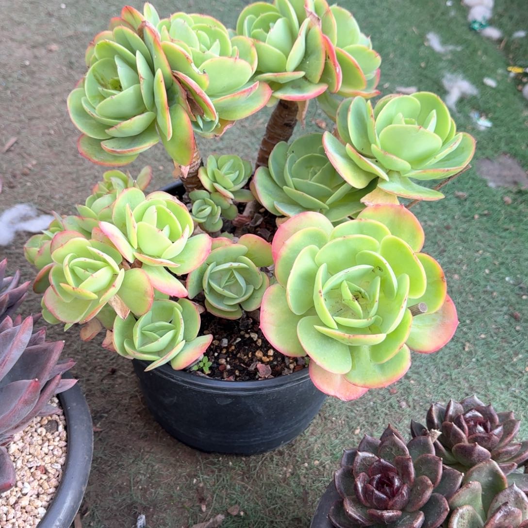 多肉植物多肉植物