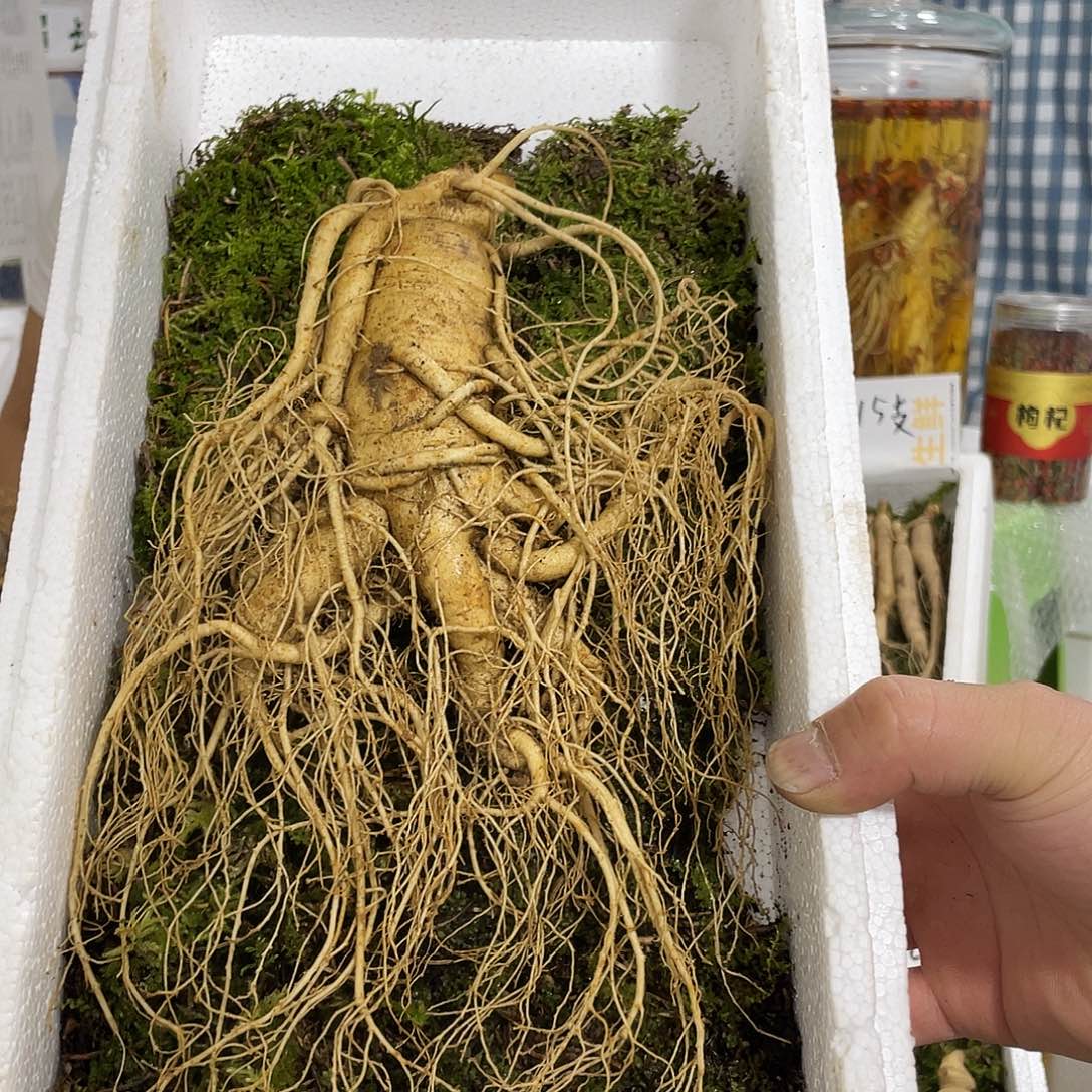 中国大陆长白山鲜