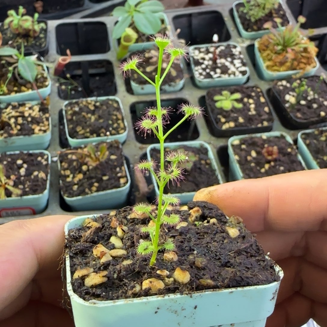 完全开放匍匐球根茅膏菜