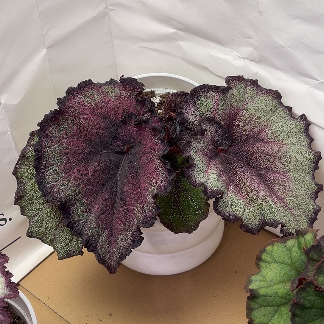 完全开放乌系杂菜