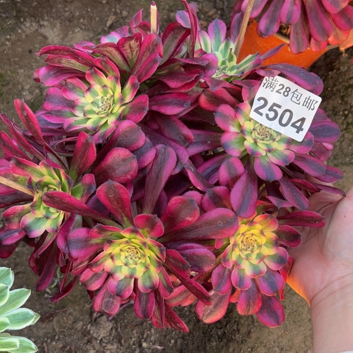 2504舞天姬多肉植物