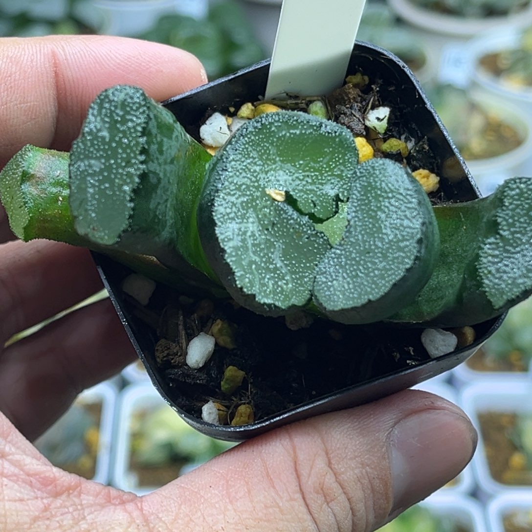 101大绳帝玉扇，（有伤，介意勿拍）
