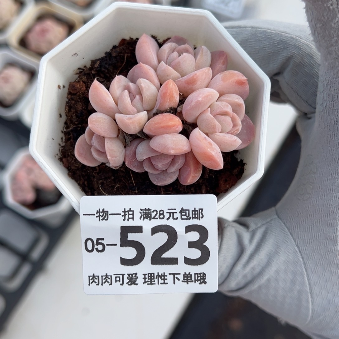 雪媚娘多肉多肉多肉多