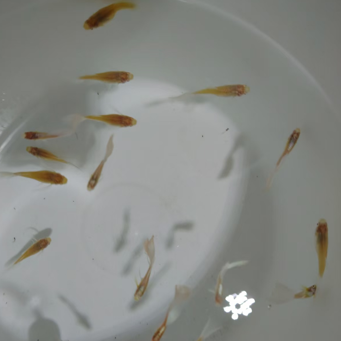 天空蓝大C4公4母（开箱录视频验鱼，入缸不赔）