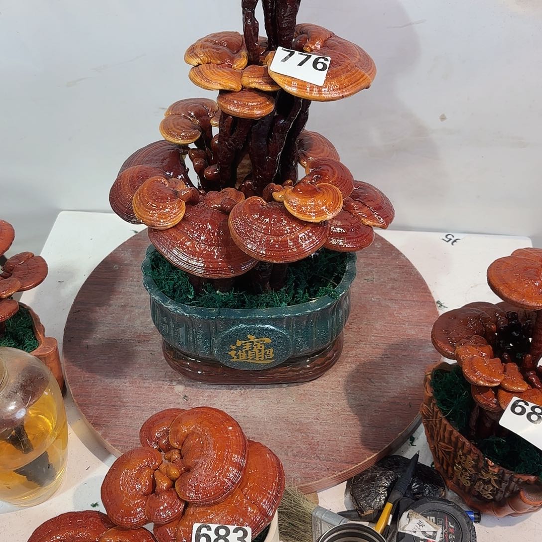 小***记无花朵灵芝5888888888888888