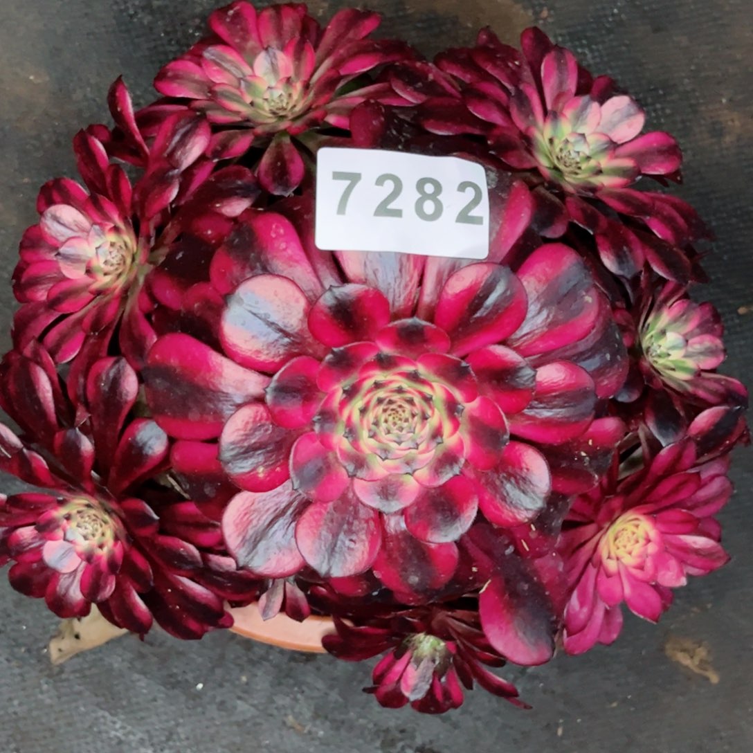 美肌多肉发货发货