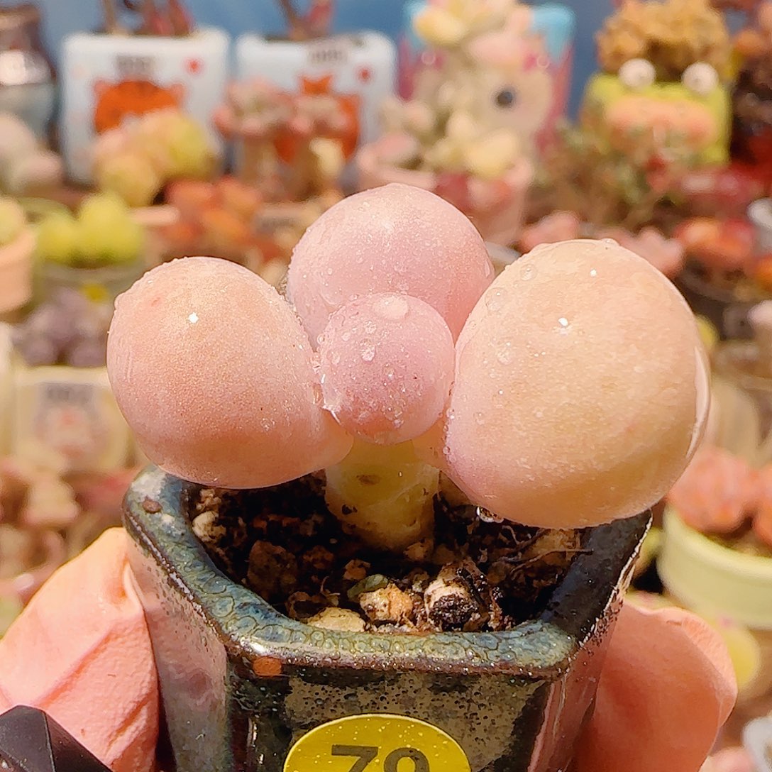 T肥肥蛋黄奶盆口2.5cm