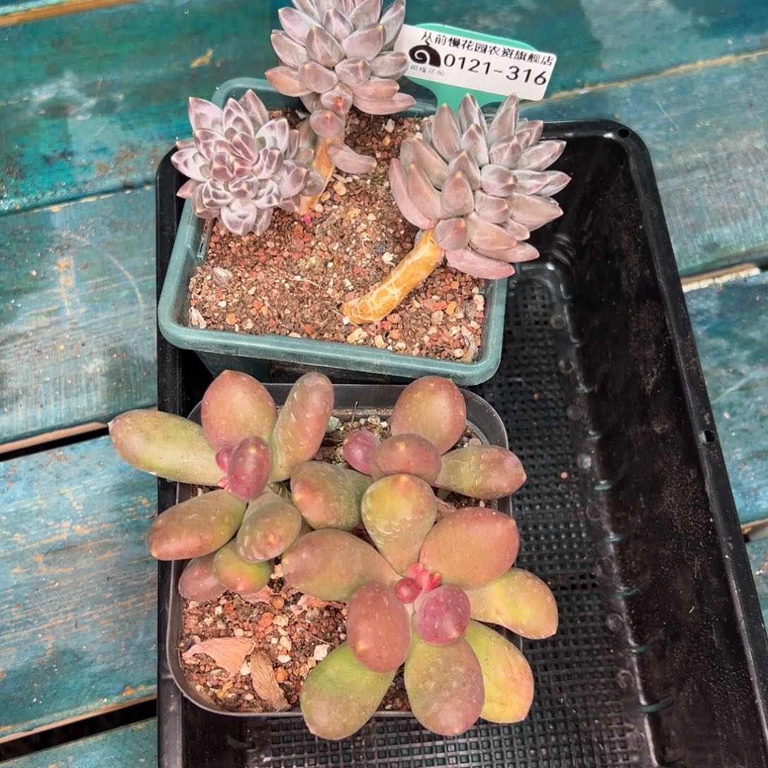 从前慢多肉精选编号0121.316