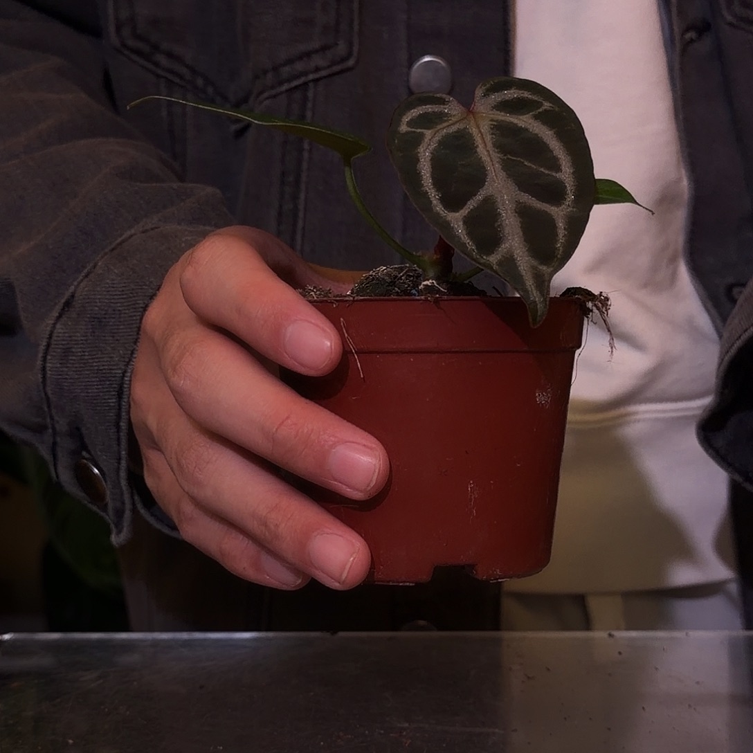 完全开放F300。红水晶杂黑曜石