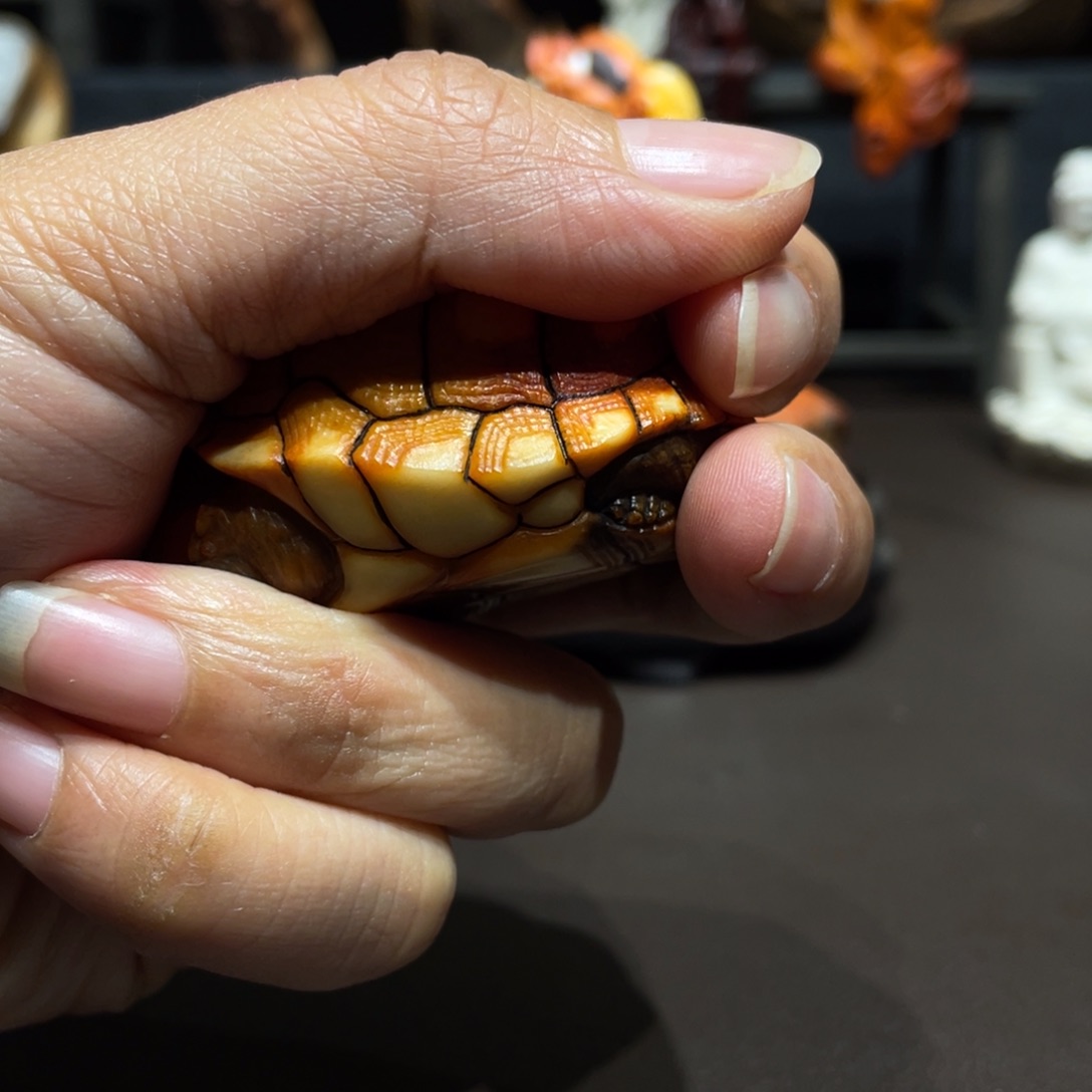 我***香榧木乌龟差价摆件摆件