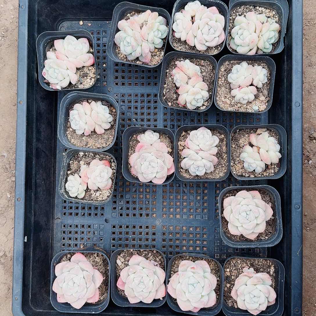 r*.哈哈哈哈哈哈哈哈哈哈哈哈