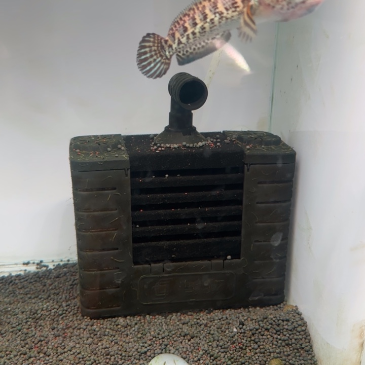 雷龙鱼黄金眼镜蛇雷龙