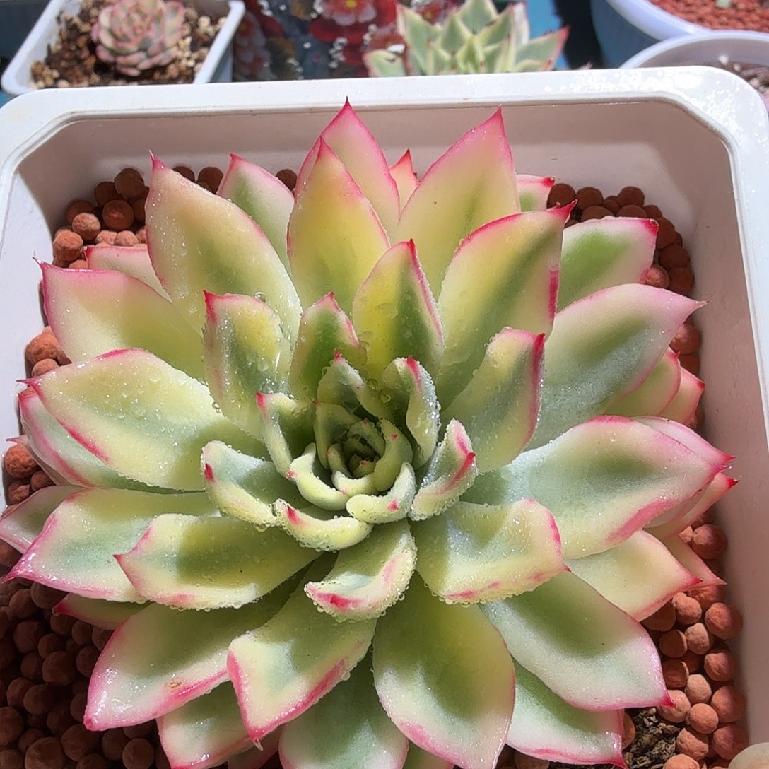 新圣骑兵锦，多肉植物